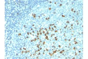 Formalin-fixed, paraffin-embedded human tonsil stained with CD57 Monoclonal Antibody (HNK-1 + NK-1).