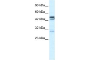 Western Blotting (WB) image for anti-Cholinergic Receptor, Nicotinic, alpha 3 (Neuronal) (CHRNA3) antibody (ABIN2463729) (CHRNA3 antibody)
