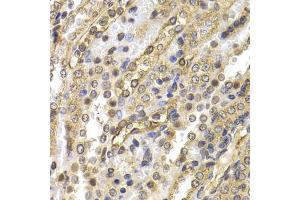 Immunohistochemistry of paraffin-embedded rat kidney using NEDD9 antibody (ABIN1873870) at dilution of 1:200 (40x lens). (NEDD9 antibody)