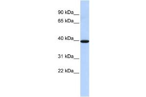 Western Blotting (WB) image for anti-Neuromedin B Receptor (NMBR) antibody (ABIN2460059) (NMBR antibody)