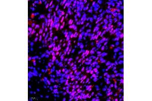 Immunofluorescence of paraffin embedded mouse embryonic mouse using RNF7 (ABIN7075471) at dilution of 1:2000 (400x lens) (RNF7 antibody)