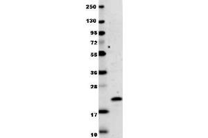 Anti-human IL-29 antibody in western blot shows detection of recombinant human IL-29 raised in E.
