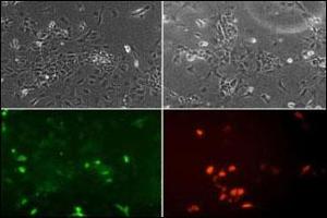 ES cells were transiently transfected with flag-tagged mouse NEUROD1. (NEUROD1 antibody  (N-Term))