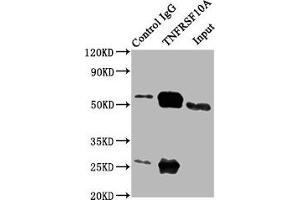 Western Blotting (WB) image for anti-Tumor Necrosis Factor Receptor Superfamily, Member 1A (TNFRSF1A) (AA 263-468) antibody (ABIN7173825)