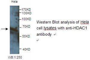Image no. 1 for anti-Histone Deacetylase 1 (HDAC1) antibody (ABIN790858) (HDAC1 antibody)
