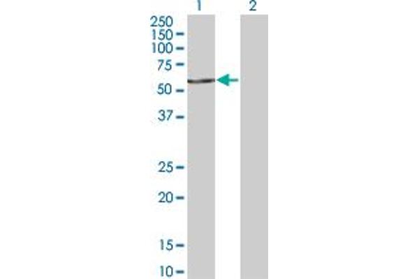 FASTK antibody  (AA 67-154)