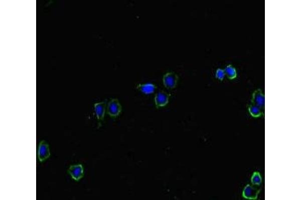 HAS2 antibody  (AA 70-359)