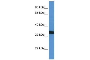Western Blot showing GFRA4 antibody used at a concentration of 1 ug/ml against 721_B Cell Lysate (GFRA4 antibody  (C-Term))