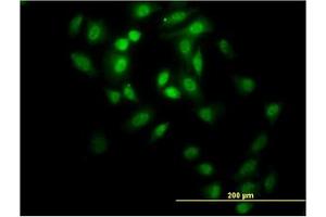 Image no. 3 for anti-GA Binding Protein Transcription Factor, alpha Subunit 60kDa (GABPA) (AA 1-101) antibody (ABIN598706) (GABPA antibody  (AA 1-101))