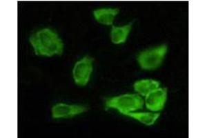 Immunofluorescence analysis of Hela cells using GSK3 alpha mouse mAb showing cytoplasmic localization. (GSK3 alpha antibody)