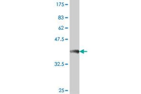 PDCD11 antibody  (AA 1-110)