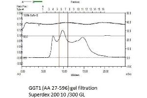 GGT1 Protein (AA 27-569) (His tag)