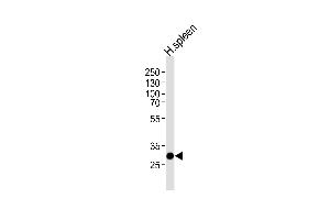 Western blot analysis of lysate from human spleen tissue lysate, using S Antibody (C-term) (ABIN1536813 and ABIN2848701). (SAP30 antibody  (C-Term))