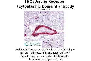 Image no. 2 for anti-Apelin Receptor (APLNR) (3rd Cytoplasmic Domain) antibody (ABIN1731854) (Apelin Receptor antibody  (3rd Cytoplasmic Domain))
