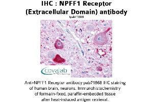 Image no. 1 for anti-Neuropeptide FF Receptor 1 (NPFFR1) (2nd Extracellular Domain) antibody (ABIN1737466) (NPFFR1 antibody  (2nd Extracellular Domain))