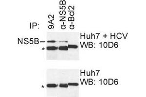 IP was carried out with NS5B specific mAb 9A2 using the lysates of Huh7 cells harboring selectable subgenomic HCV RNA replicon (upper panel) or plain Huh7 cells (lower panel). (HCV 1b NS5B antibody  (AA 111-130))