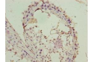 Immunohistochemistry of paraffin-embedded human testis tissue using ABIN7152956 at dilution of 1:100 (FZR1 antibody  (AA 1-493))