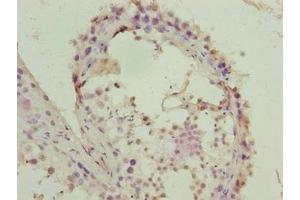 Immunohistochemistry of paraffin-embedded human testis tissue using ABIN7152956 at dilution of 1:100