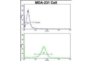 Flow cytometric analysis of MDA-231 cells using RANBP9 Antibody (Center)(bottom histogram) compared to a negative control cell (top histogram). (Importin 9 antibody  (AA 339-367))