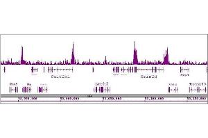 CDK8 antibody (pAb) tested by ChIP-Seq. (CDK8 antibody  (C-Term))