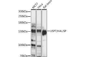Western blot analysis of extracts of various cell lines, using USP7/HAUSP antibody (ABIN6132280, ABIN6150032, ABIN6150034 and ABIN6217614) at 1:1000 dilution. (USP7 antibody  (AA 206-1102))
