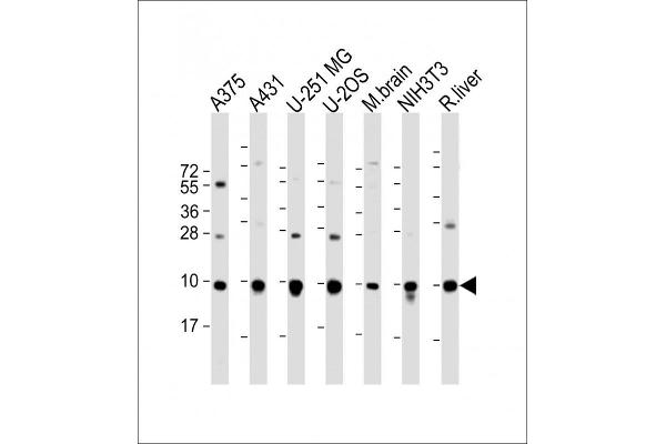 RPL34 antibody  (AA 37-66)