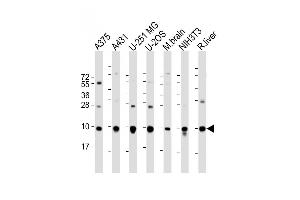 All lanes : Anti-RPL34 Antibody (Center) at 1:2000 dilution Lane 1:  whole cell lysate Lane 2: A431 whole cell lysate Lane 3: U-251 MG whole cell lysate Lane 4: U-2OS whole cell lysate Lane 5: mouse brain lysate Lane 6: NIH3T3 whole cell lysate Lane 7: rat liver lysate Lysates/proteins at 20 μg per lane. (RPL34 antibody  (AA 37-66))