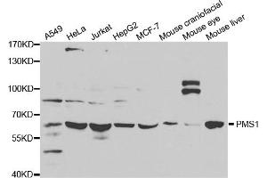 Western blot analysis of extracts of various cell lines, using PMS1 antibody (ABIN5971209) at 1/1000 dilution. (PMS1 antibody)