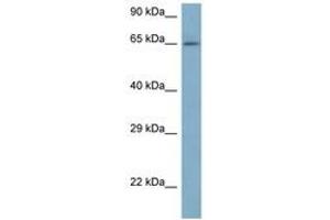 Image no. 1 for anti-ADP-Ribosylation Factor GTPase Activating Protein 3 (ARFGAP3) (AA 91-140) antibody (ABIN6747544) (ARFGAP3 antibody  (AA 91-140))
