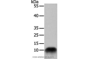Western blot analysis of 293T cell, using COX7B Polyclonal Antibody at dilution of 1:700 (COX7B antibody)