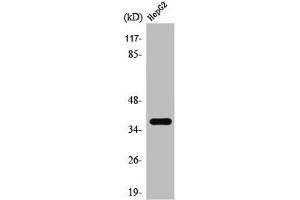 Western Blot analysis of HepG2 cells using T2R39 Polyclonal Antibody (TAS2R39 antibody  (Internal Region))