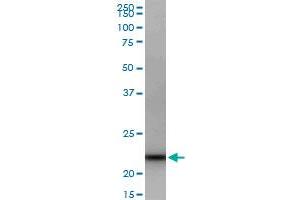 GRPEL1 MaxPab polyclonal antibody. (GRPEL1 antibody  (AA 1-217))