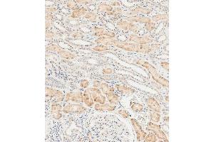 Immunohistochemical analysis of paraffin-embedded human kidney tissue using  performed on the Leica® BOND RXm. (LZIC antibody  (AA 81-109))