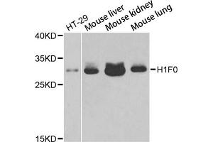 Western blot analysis of extracts of various cell lines, using H1F0 antibody (ABIN5971687) at 1/1000 dilution. (Histone H1 antibody)