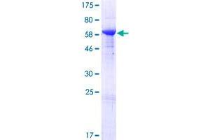 Pleckstrin Protein (PLEK) (AA 1-350) (GST tag)