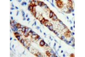 Used in DAB staining on fromalin fixed paraffin-embedded Stomach tissue (MPL antibody  (AA 311-460))