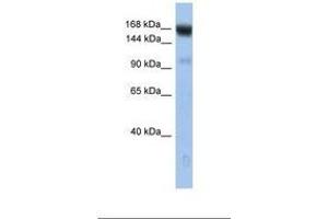 Image no. 1 for anti-Ubiquitin Conjugation Factor E4 B (UBE4B) (AA 254-303) antibody (ABIN6738955) (UBE4B antibody  (AA 254-303))