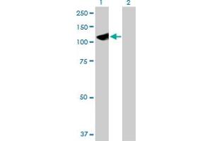 Western Blot analysis of HYOU1 expression in transfected 293T cell line by HYOU1 MaxPab polyclonal antibody. (HYOU1 antibody  (AA 1-678))