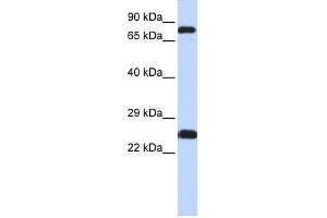 ZNF799 antibody used at 0.