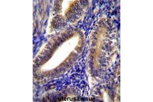 CNN2 Antibody (N-term) immunohistochemistry analysis in formalin fixed and paraffin embedded human uterus tissue followed by peroxidase conjugation of the secondary antibody and DAB staining. (CNN2 antibody  (N-Term))