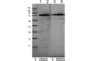 Image no. 1 for anti-Chloroplast Outer Envelope Membrane Translocon Complex Oep75 Protein (Toc75) (Chloroplastic), (Domain 3) antibody (ABIN5684021) (Toc75 antibody  (Chloroplastic, Domain 3))