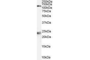 Western Blotting (WB) image for anti-Glutamate Receptor, Ionotropic, N-Methyl D-Aspartate 1 (GRIN1) (AA 486-497) antibody (ABIN295141) (GRIN1/NMDAR1 antibody  (AA 486-497))
