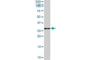 TOLLIP MaxPab polyclonal antibody. (TOLLIP antibody  (AA 1-274))