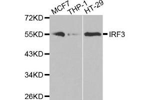 Western blot analysis of extracts of various cell lines, using IRF3 antibody. (IRF3 antibody)