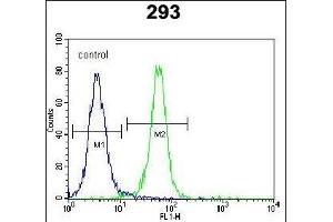 ZN Antibody (N-term) (ABIN654561 and ABIN2844268) flow cytometric analysis of 293 cells (right histogram) compared to a negative control cell (left histogram). (ZNF611 antibody  (N-Term))