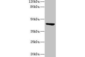 Western blot All lanes: ST3GAL3 antibody at 2 μg/mL + Mouse skeletal muscle tissue Secondary Goat polyclonal to rabbit lgG at 1/15000 dilution Predicted band size: 43, 44, 20, 50, 39, 22, 32, 13, 21, 14, 18, 49, 17, 41, 31, 16, 47, 26, 27, 12, 23, 6, 9 kDa Observed band size: 43 kDa (ST3GAL3 antibody  (AA 29-375))