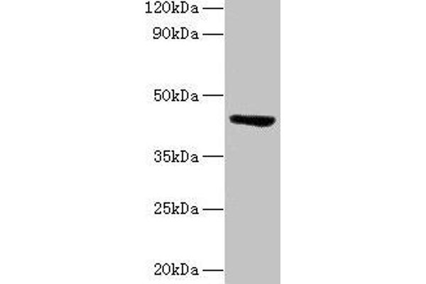 ST3GAL3 antibody  (AA 29-375)