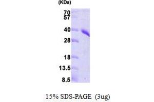 SDS-PAGE (SDS) image for phosphoribosyl Pyrophosphate Synthetase 1 (PRPS1) (AA 1-318) protein (His tag) (ABIN666934)
