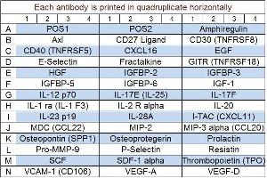 Image no. 1 for Mouse Cytokine Array Q4 (ABIN625774)