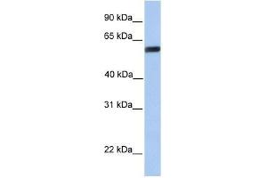 Western Blot showing YAP1 antibody used at a concentration of 1. (YAP1 antibody  (C-Term))
